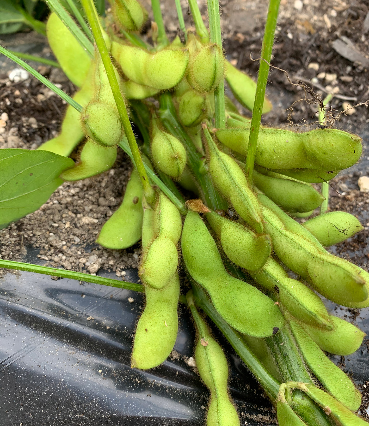 枝豆 収穫編１