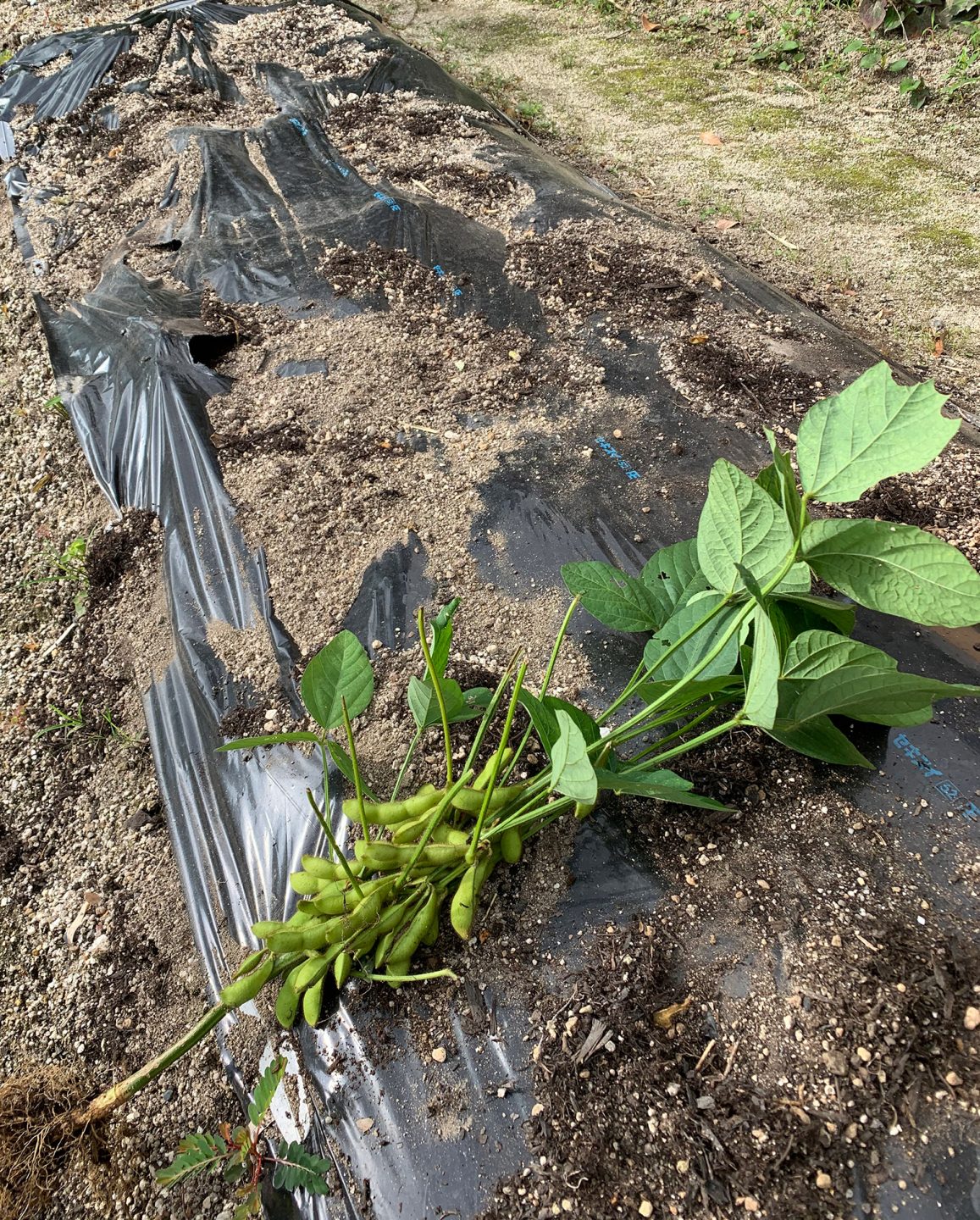枝豆 収穫編２